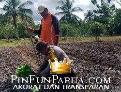 Polri Aktif Dukung Ketahanan Pangan, Bhabinkamtibmas Bomberay Dampingi Petani Tanam Cabai Unggul